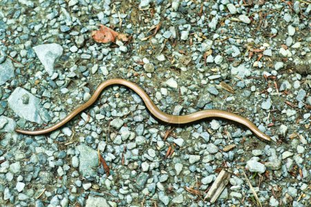 blindworm crossing snake wild nature animal. High quality photo