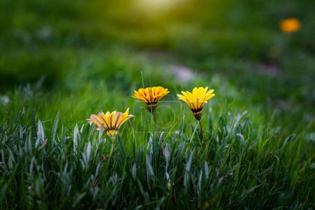 Yellow Gazania flowers in the green grass at sunset. Natural background close-up