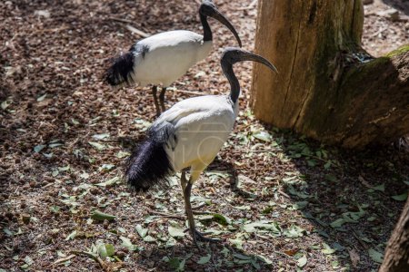 Zwei Heilige Ibis (Threskiornis aethiopicus) aus nächster Nähe