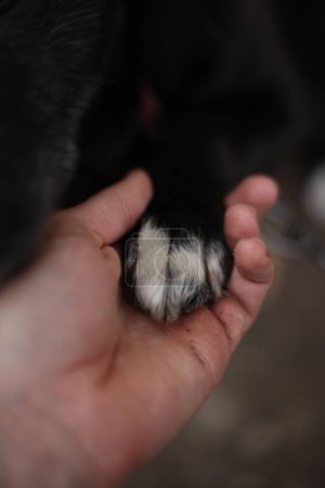Foto de Saludo con un labrador negro que tiene dedos blancos - Imagen libre de derechos