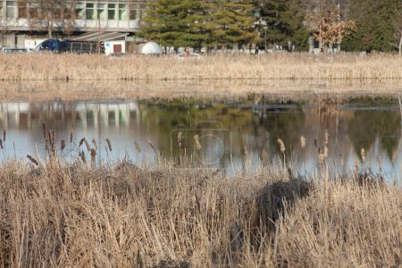 Photo for Lake with reflection and reeds on the side and grass - Royalty Free Image