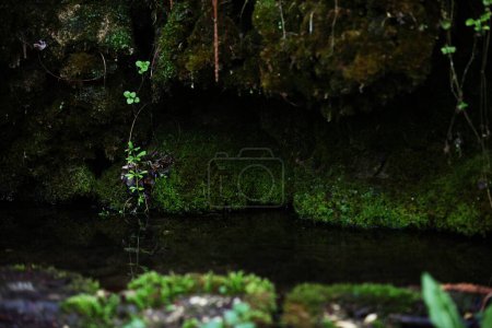 Photo for A pond like from a fairy tale, rocks with moss, greenery, flowers - Royalty Free Image