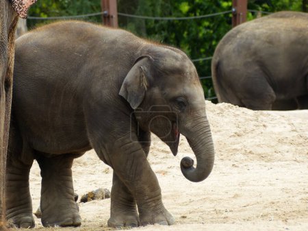 Foto de Beauval Zoo + Pairi Daiza Zoo: Varios animales - Imagen libre de derechos