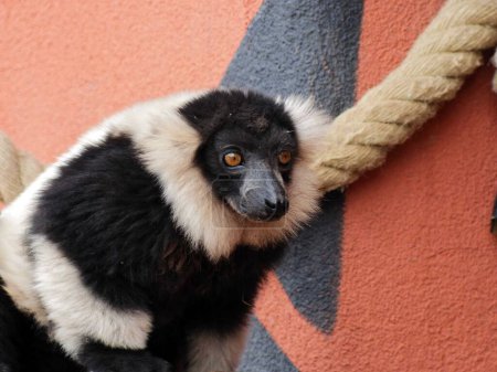 Foto de Beauval Zoo + Pairi Daiza Zoo: Varios animales - Imagen libre de derechos