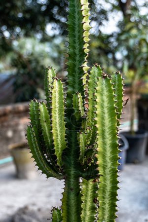 Foto de Euphorbia aggregata cactus from South Africa. Imagen de primer plano de euforbia ingens cactus trees. Euforbia trigona, árbol de leche africano, cactus de la catedral, euforbia abisinia y chaparall alto. - Imagen libre de derechos