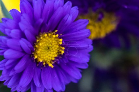 Photo for Close up a bouquet of purple chrysanthemum flowers in a pot in the garden. Macro Close up on purple Chrysanthemum Flower. - Royalty Free Image