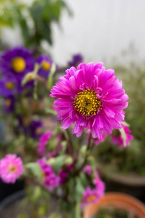 Photo for Pink chrysanthemum flower. Beautiful Chrysanthemum flower blooming - Royalty Free Image
