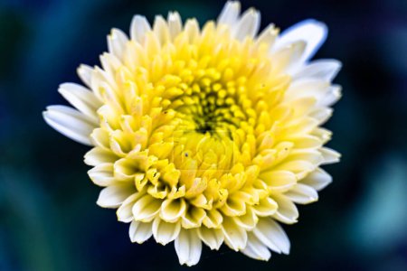 Photo for White and Yellow colored chrysanthemum flower. Beautiful Chrysanthemum flower blooming. Chrysanthemums blossom season. - Royalty Free Image
