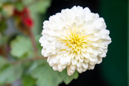 Photo for White color chrysanthemum flower. Beautiful Chrysanthemum flower blooming. Chrysanthemums blossom season. - Royalty Free Image