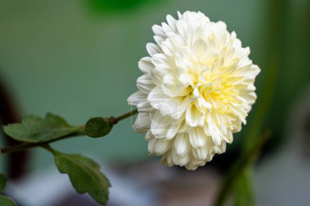 Photo for Side view of White color chrysanthemum flower. Beautiful Chrysanthemum flower blooming. Chrysanthemums blossom season. - Royalty Free Image