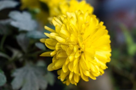 Photo for Yellow colored chrysanthemum flower. A bouquet of yellow chrysanthemum flowers in a pot in the garden. - Royalty Free Image