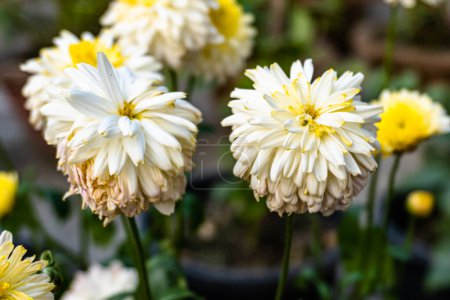 Photo for A bouquet of beautiful chrysanthemum flowers outdoors. Chrysanthemums in the garden. White color chrysanthemum flower. - Royalty Free Image