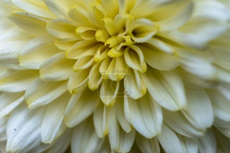 Photo for Closeup view of White color chrysanthemum flower.A bouquet of beautiful chrysanthemum flowers outdoors. Chrysanthemums in the garden - Royalty Free Image
