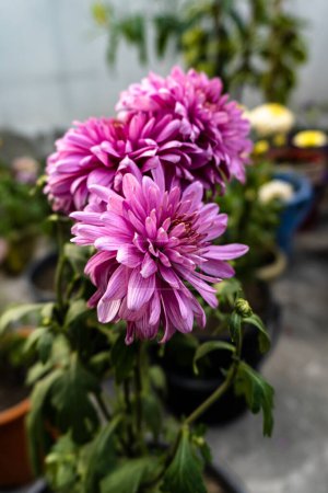 Photo for Portrait view of Pink chrysanthemum flower. Beautiful Chrysanthemum flower blooming. Chrysanthemums blossom season. - Royalty Free Image