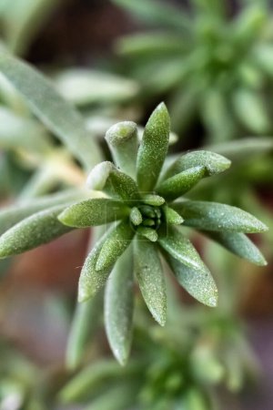 Photo for Portrait view of Succulent plants, Gardening. Closeup of a Crassula ovata Gollum. Selective focus of Succulent Crassula tree isolated on blurred background - Royalty Free Image