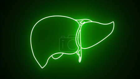 Green neon line Human organ liver icon isolated on black background. Neon medical animation - Liver. Motion graphic animation 4k