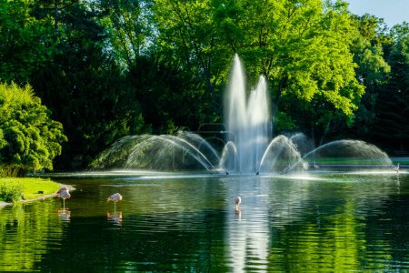 Téléchargez les photos : Belle fontaine dans le lac dans le parc local en été - en image libre de droit