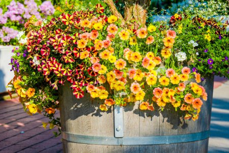 Téléchargez les photos : Fleurir des fleurs fraîches de printemps dans le jardin du parc local - en image libre de droit
