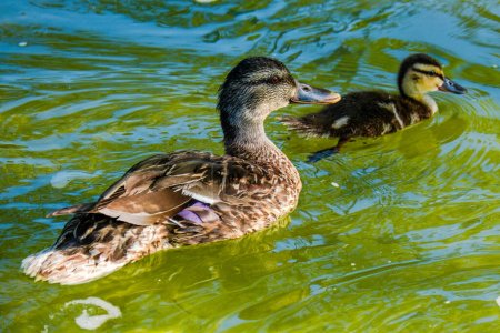 Photo for Wild duck swimming in water in small lake - Royalty Free Image