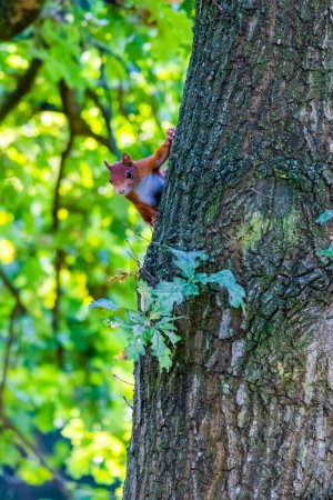 cute red squirrel playing in park. animals.