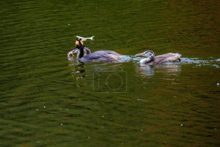 Foto de Gran ave de cresta grebe.water. río natural. - Imagen libre de derechos