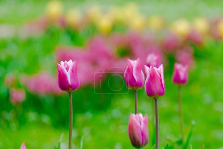 Photo for Colorful blooming tulips flowers in early spring field - Royalty Free Image