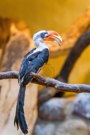 Téléchargez les photos : Oiseau mâle du calmar de Von der Decken (Tockus deckeni) - en image libre de droit