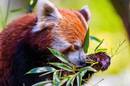 Foto de Panda rojo - Ailurus Fulgens - retrato. Lindo animal en el zoológico - Imagen libre de derechos