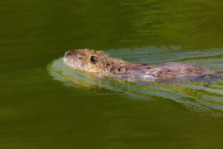 Photo for Wildlife Photos - coypu or nutria swimming in the river - Royalty Free Image