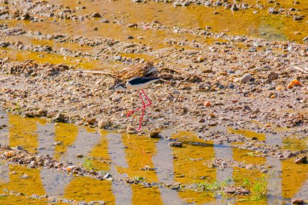 Téléchargez les photos : Pluvier annelé juvénile (Charadrius hiaticula), debout, oiseaux faune - en image libre de droit