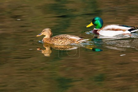 wild duck swimming in lake. water birds
