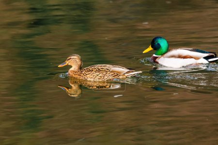 wild duck swimming in lake. water birds
