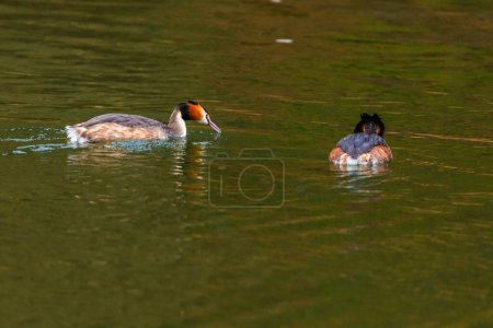 Great crested grebe in its natural habitat swimming in lake. water birds.