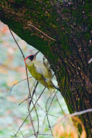 european green woodpecker perching in a tree (Picus Viridis)