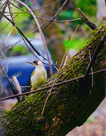 european green woodpecker perching in a tree (Picus Viridis)