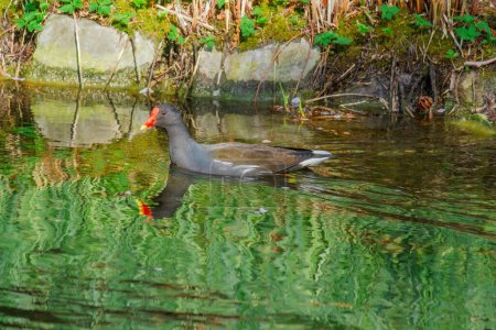 The Eurasian coot, Fulica atra, also known as the common coot, swims on a lake - black bird with red eyes and white beak