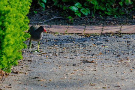 La foulque eurasienne, Fulica atra, également connue sous le nom de foulque commune, se promène dans un parc oiseau noir aux yeux rouges et au bec blanc