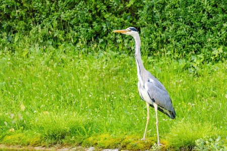 Garza gris con un cuello largo se encuentra en un campo herboso. El pájaro es gris y blanco, y mira a su derecha. La escena es pacífica y serena