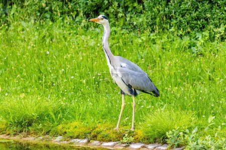 Grey heron with a long neck stands in a grassy field. The bird is grey and white, and it is looking to its right. The scene is peaceful and serene