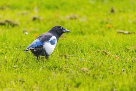 A black and white magpie bird is standing in a green field. The bird is small and has a black head and white body