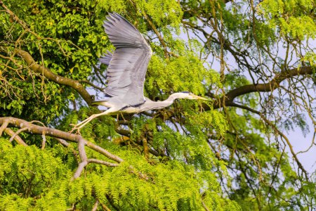 Graureiher mit langem Hals fliegt durch die Luft. Der Vogel ist blau und grau.