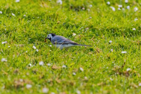 Photo for A small bird white wagtail is walking through a field of grass and flowers. The scene is peaceful and serene, with the bird being the main focus of the image - Royalty Free Image