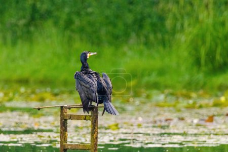 The great cormorant, Phalacrocorax carbo, known as the great black cormorant, in a river