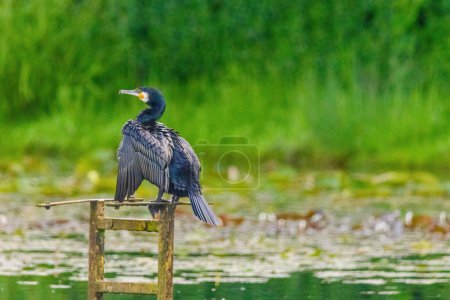 The great cormorant, Phalacrocorax carbo, known as the great black cormorant, in a river