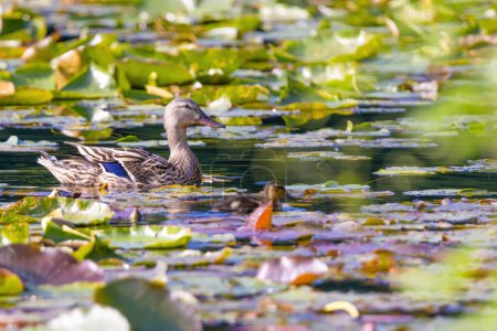 Mandarin duck swimming in a pond, birds wildlife