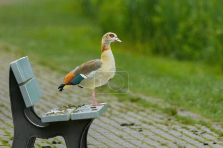 Téléchargez les photos : Un canard est debout sur un banc à côté d'un bébé canard. La scène est paisible et calme - en image libre de droit