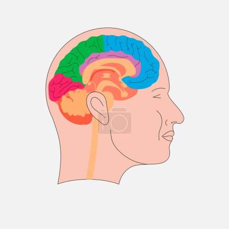 Photo for Brain scheme. Human head with brain illustration - Royalty Free Image