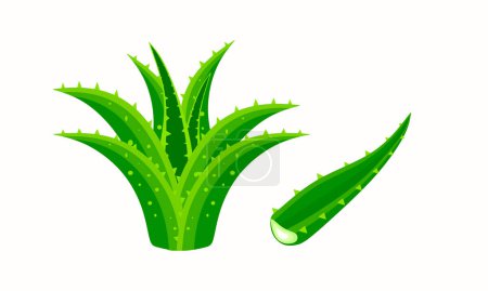 Téléchargez les illustrations : Symbole d'Aloe Vera. Design logo tige Aloe vera. Illustration vectorielle isolée colorée - en licence libre de droit