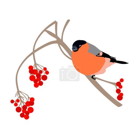 Photo for Colorful bullfinch, animal, vector illustration - Royalty Free Image