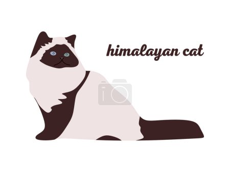 Illustration for Domestic mammal Himalayan cat in flat style. Himalayan cat illustration isolated on white background. vector illustration - Royalty Free Image